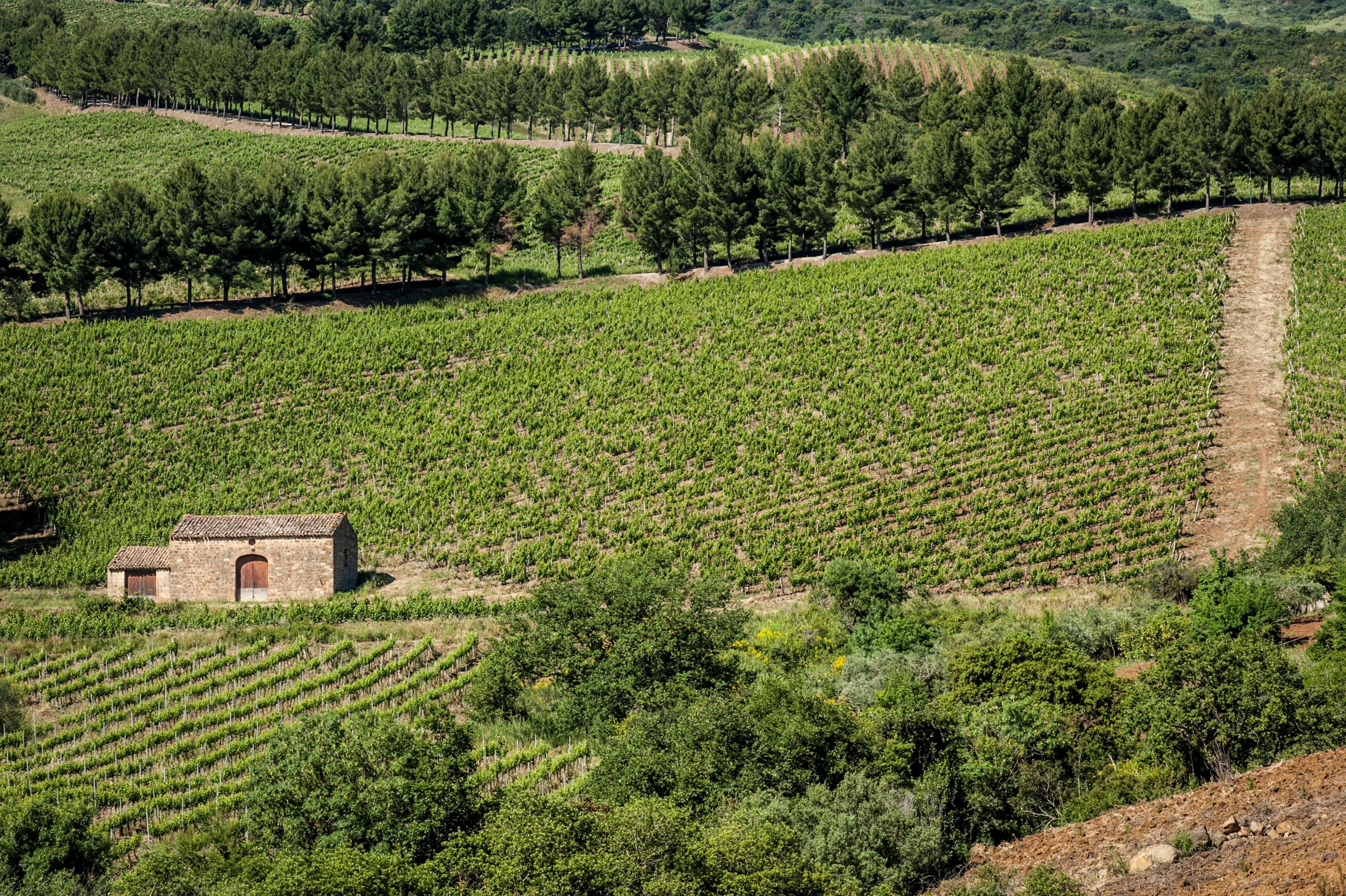 Relais Abbazia Santa Anastasia Resort & Winery Castelbuono  Exteriér fotografie